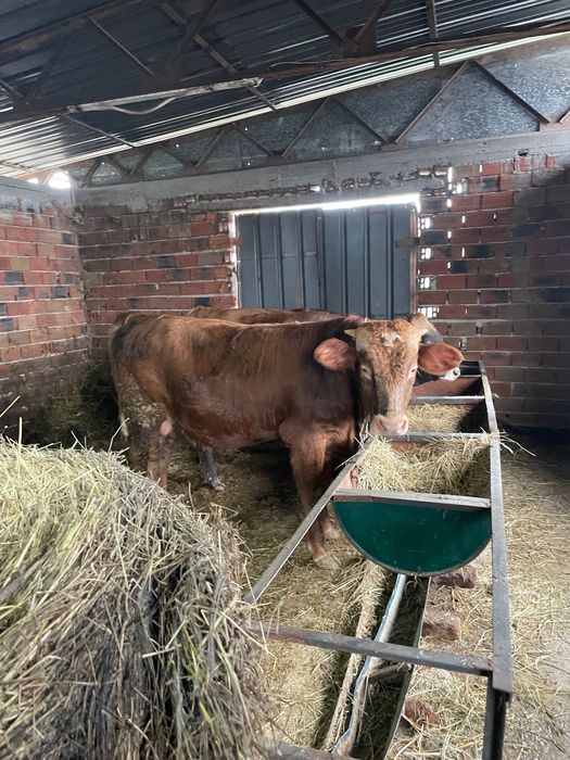 Продавам месодайни телета мъжки