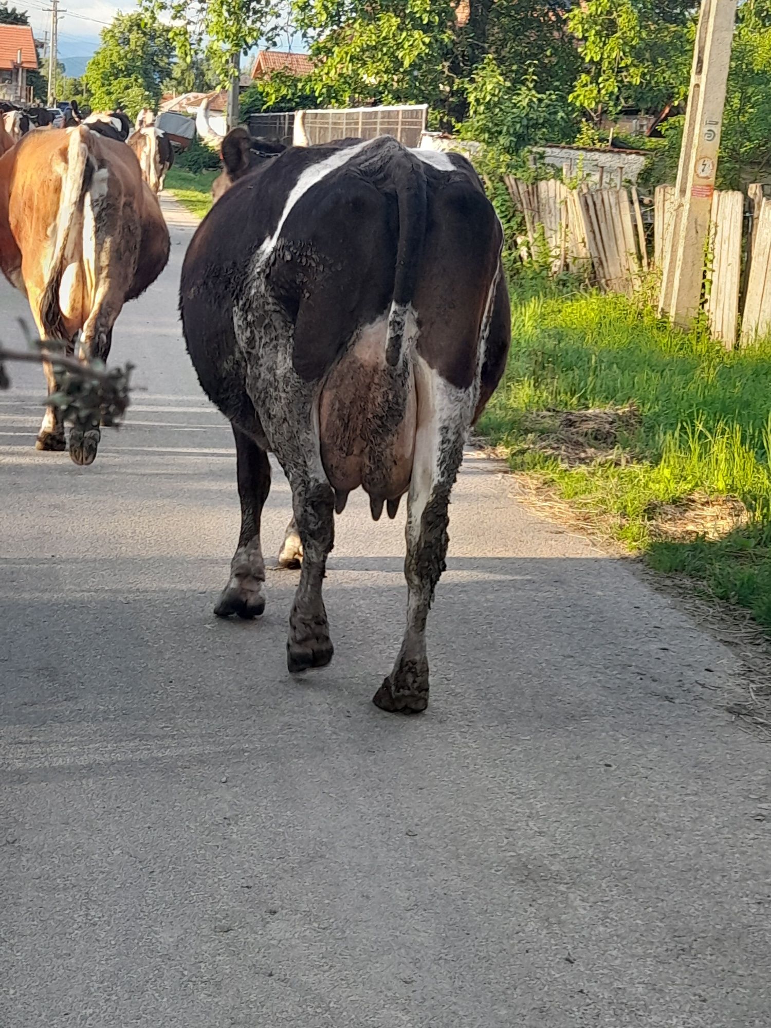 Vaca cu vitea belgiana