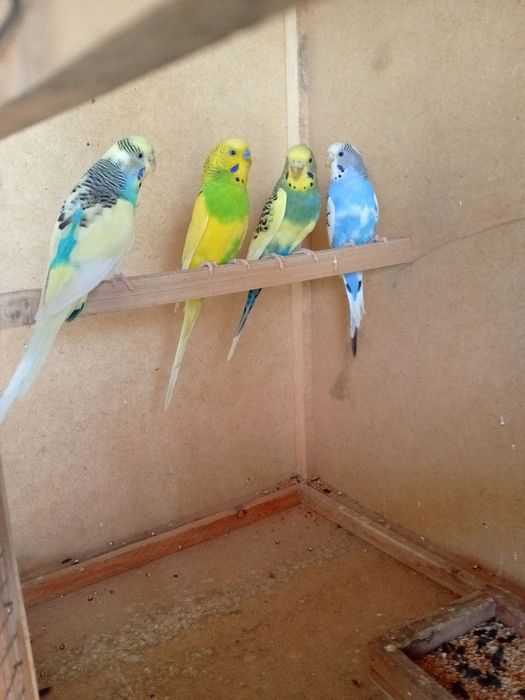 Qushlar sotiladi qafasi bilan