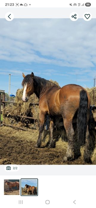 Продам владимирского тяжеловоза ,возраст 2.5 года ,высота холки 175