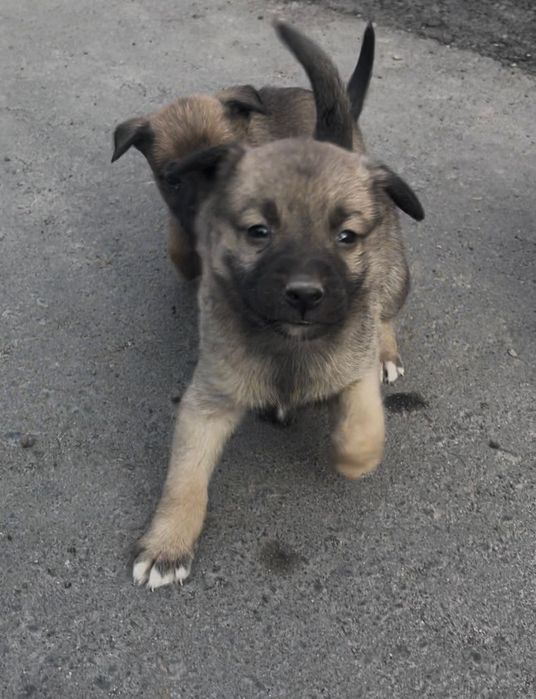 Щенки звоночки в добрые руки бесплатно