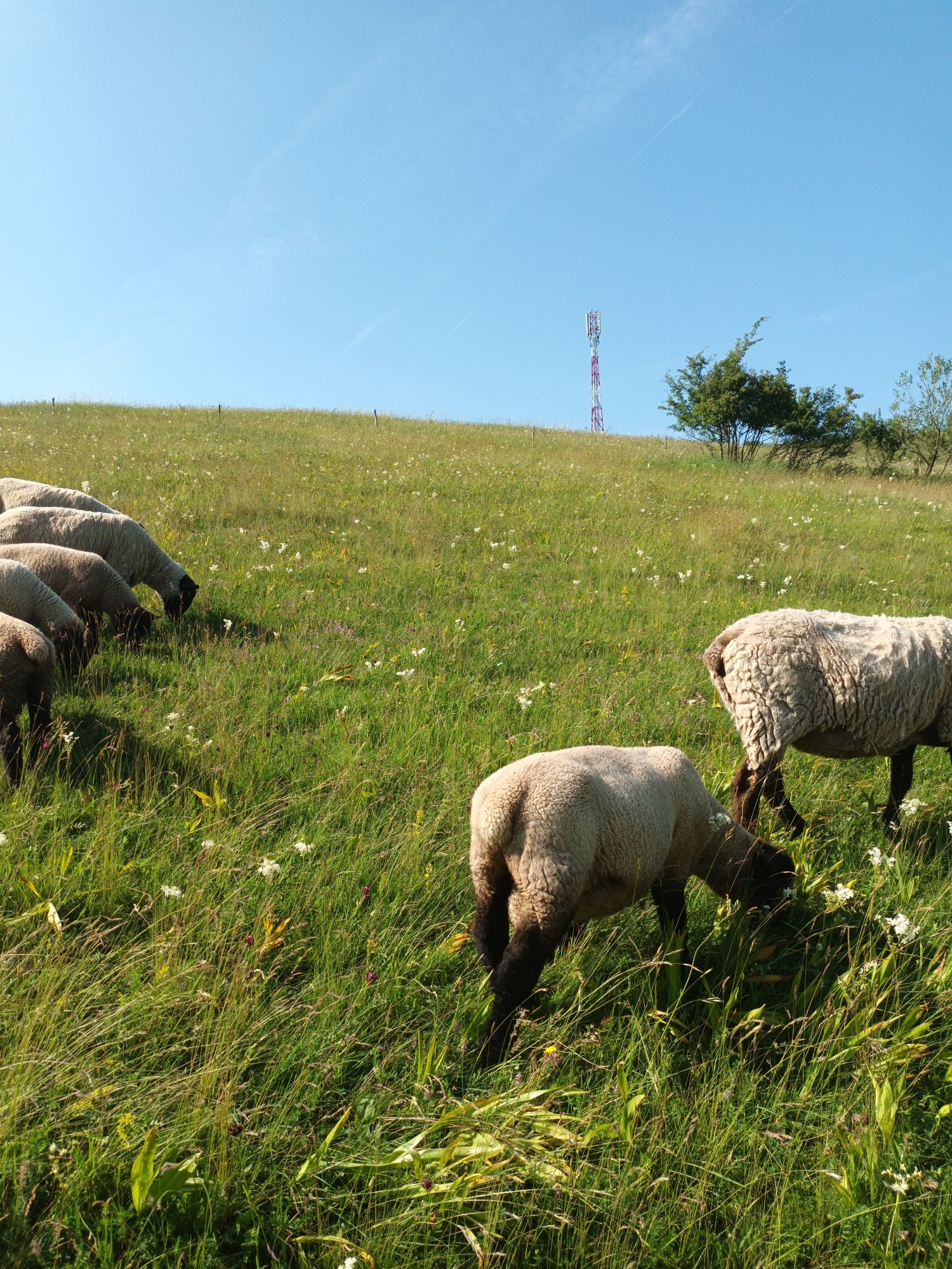 Berbecuți suffolk