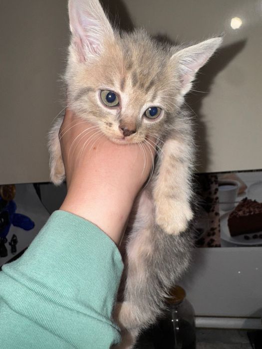 Отдам котят в добрые руки срочно