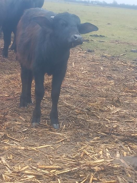 Vând vitei de bivol de anul acesta