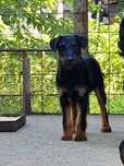 Jagdterrier mascul