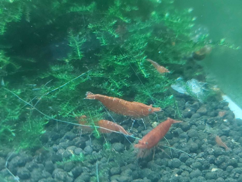 De vanzare Creveti Red Cherry