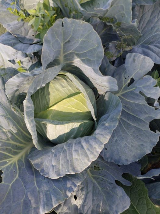 Varza plata de tomana