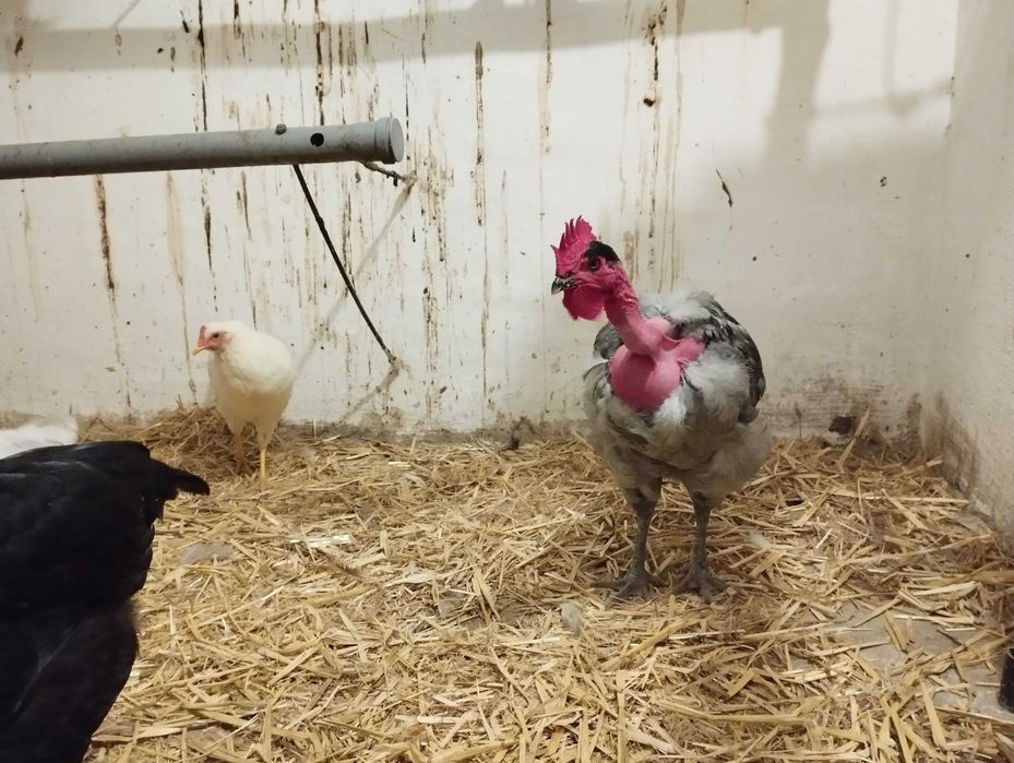 Cocoși de Gât Golaș de Transilvania si Leghorn