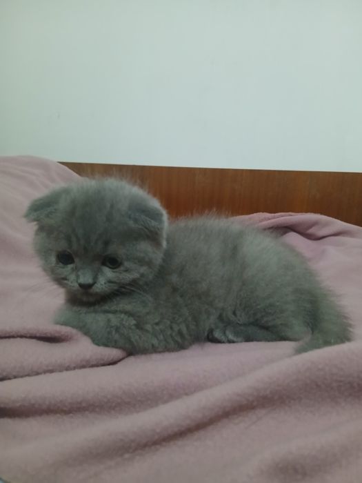 Британски котета