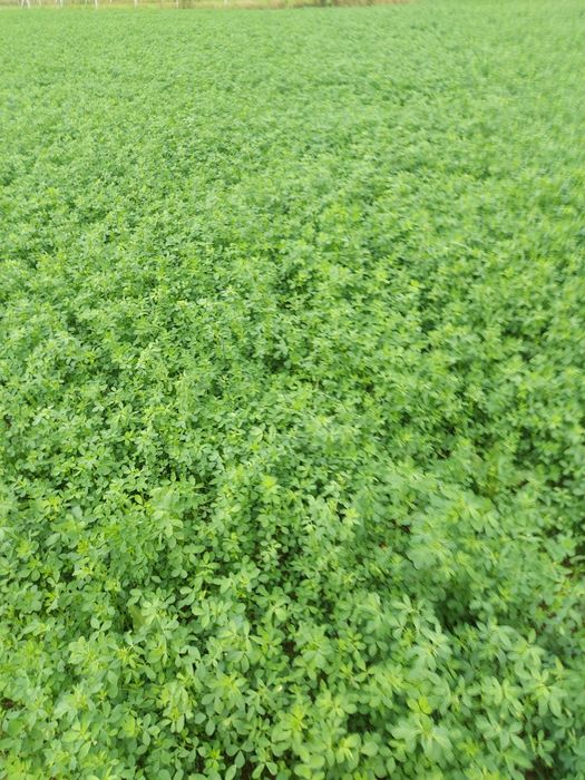 Baloți de lucernă și otravă