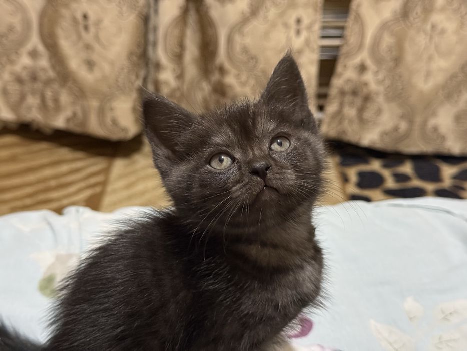 Продаю котят 250тыс