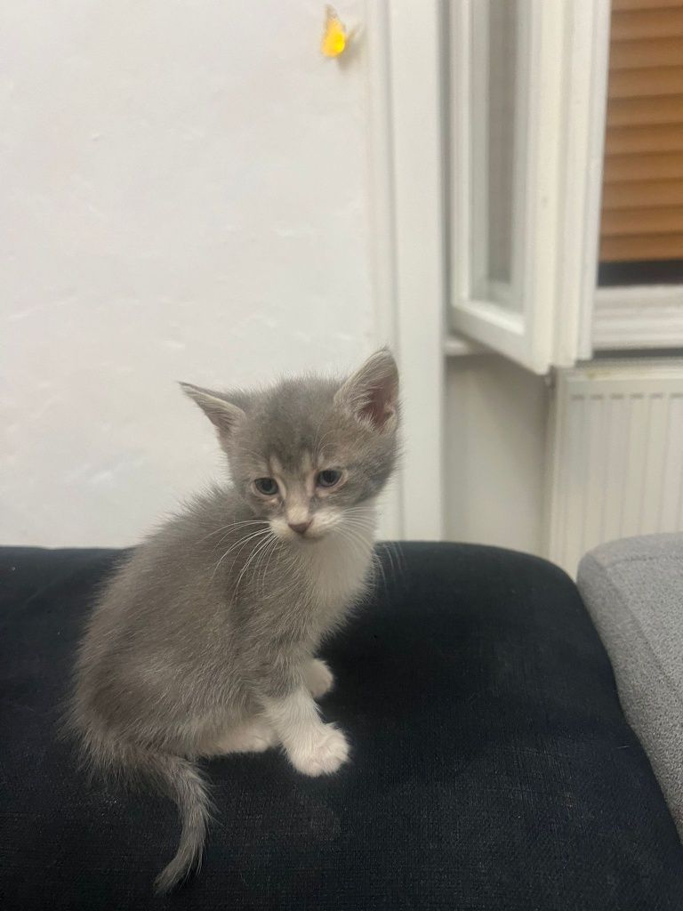 Donez pisici,o luana jumate