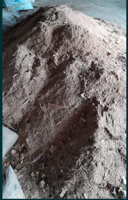 Rumeguș de fag uscat