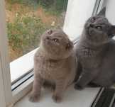 Pui British Shorthair