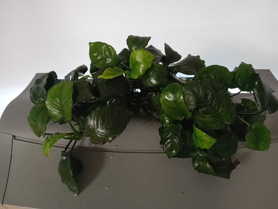 Anubia planta acvariu 50 cm