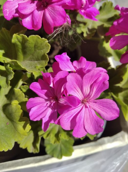 Уход за цветами ,