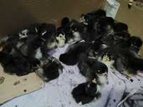 Pui și ouă Gaini Australorp
