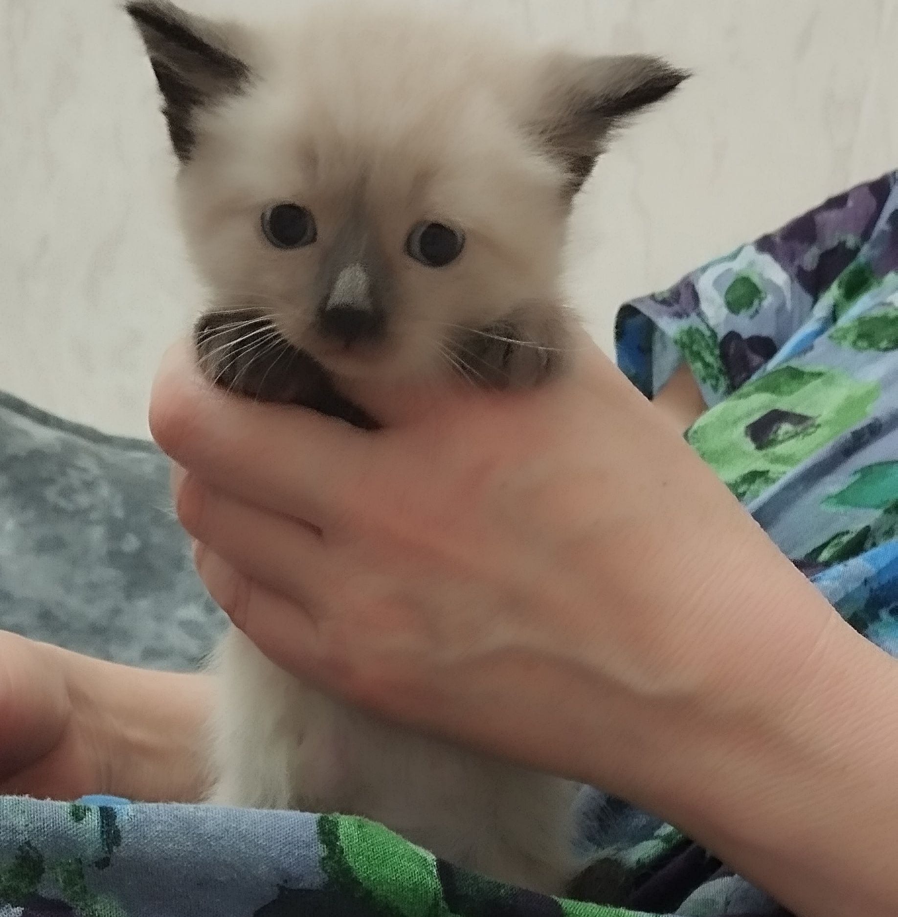 Котенок пушистый