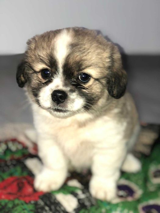 Pechinez imperial fara adoptie