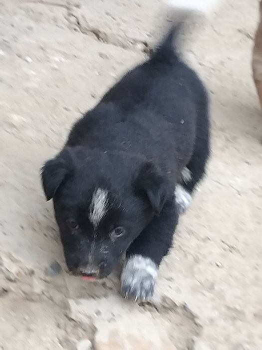 Щенки бесплатные