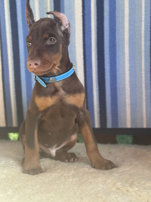 Cățeluș Doberman cu acte