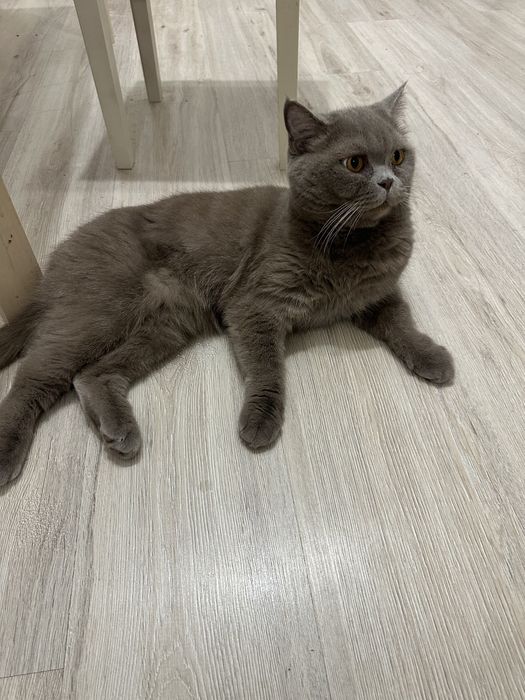 Отдадим котика в добрые руки