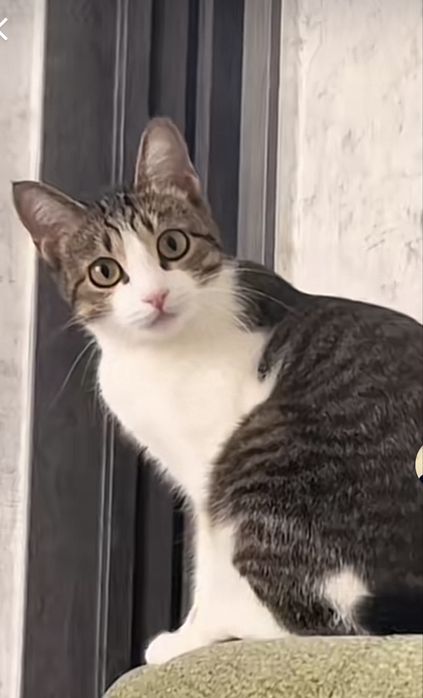 Отдам кошку в добрые руки!