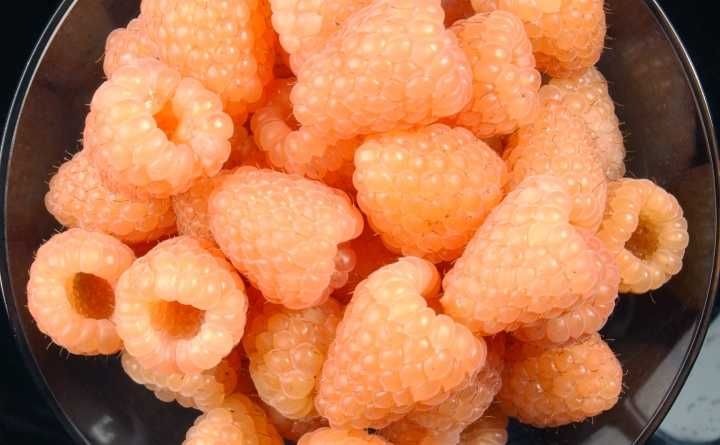 Drajoni Zmeura Soiul Fall Gold Si Alte Soiuri In Comentariu