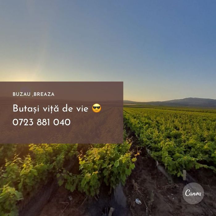 Butasi vita de vie anul 2 și anul 3