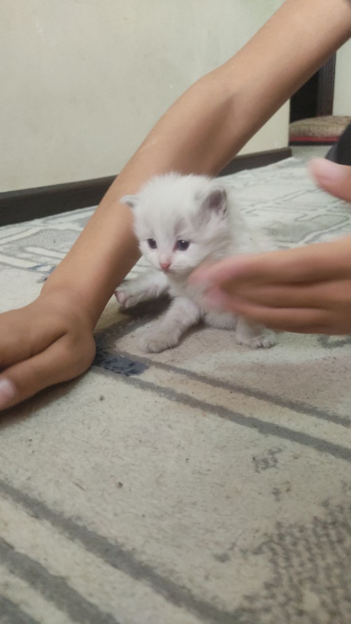 Кошка котенок сиамский договоримся
