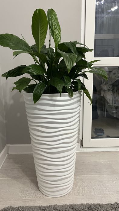 раскошное комнатное растение женское счастье