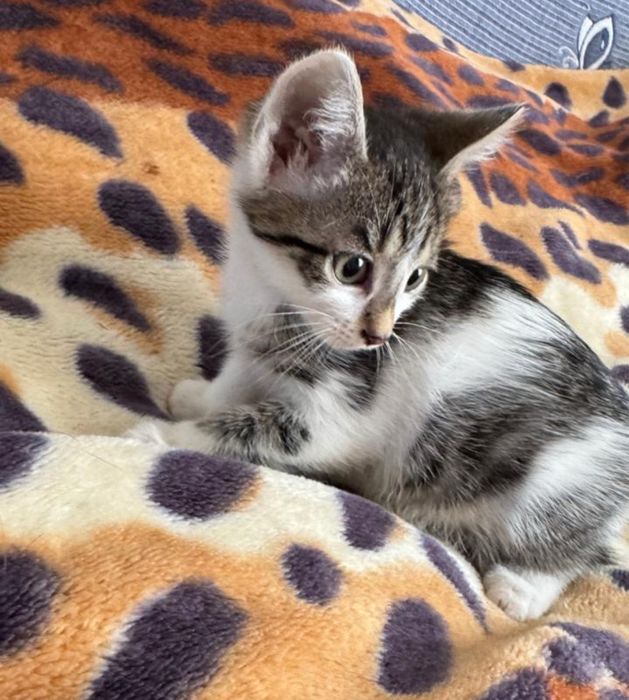 Отдам котят в заботливые, добрые руки