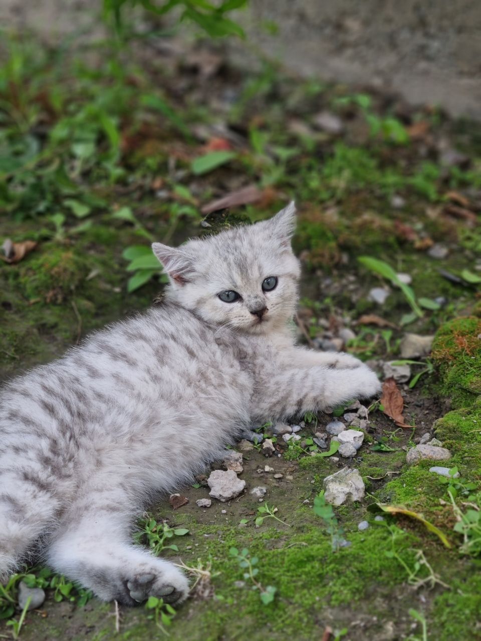 Шотландский  кошка