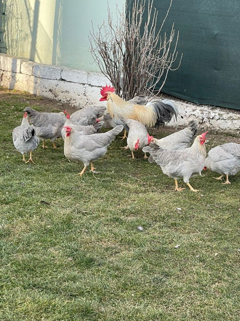 Italiene perlate -familie 5+1 si Oua