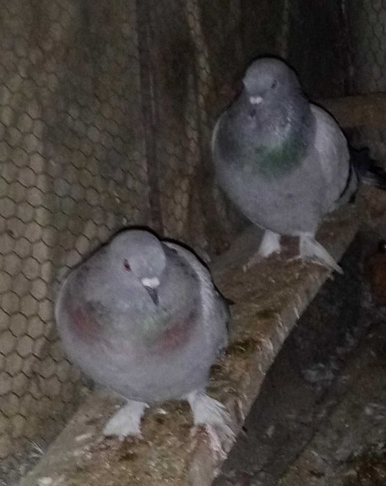 Гълъби мардини..