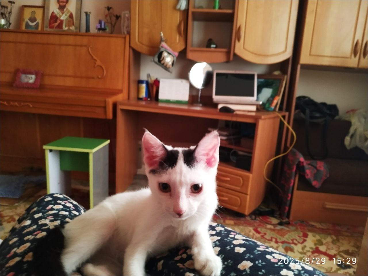 Отдам кошку в добрые руки