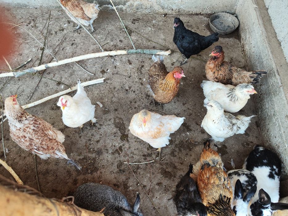 Тауықтар сатылады.