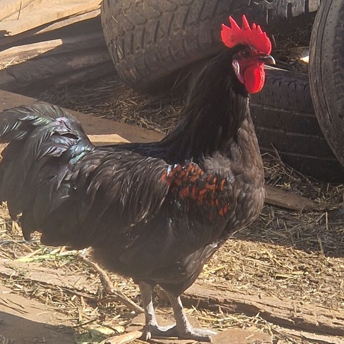 Cocoși Austrolorp si Brahma