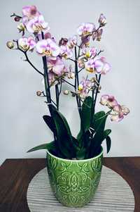 Orhidee superbă în vas ceramic