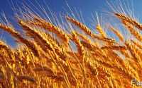 Завод закупает неклассную пшеницу