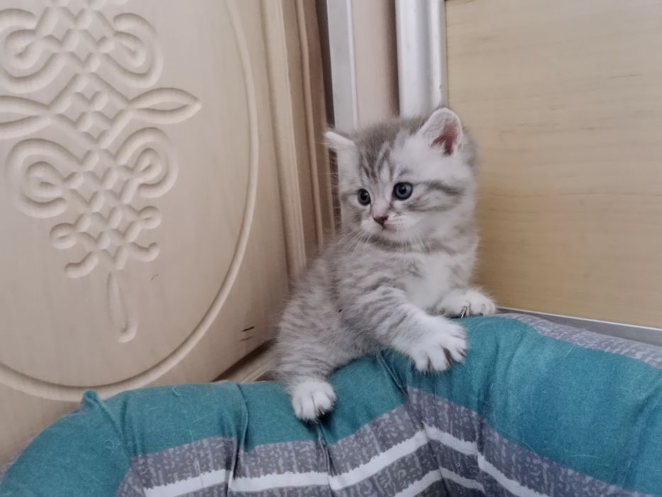 Роскошные Шотланские котята