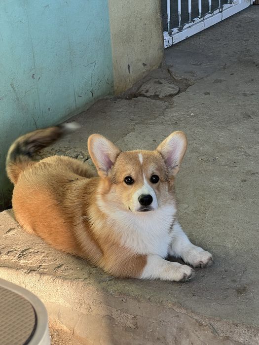 Mascul Corgi cu pedigree