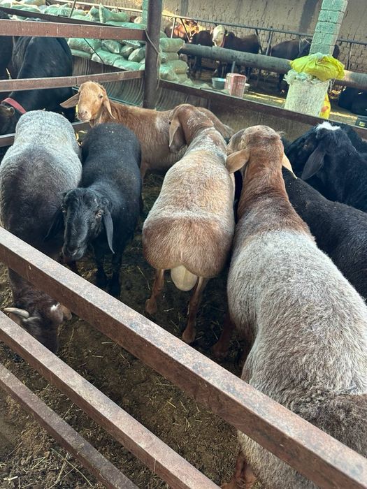 Qurbonlik uchun sifatli va xalol boqilgan quylar