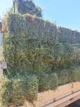 Lucerna coasa 3 verde brotacel