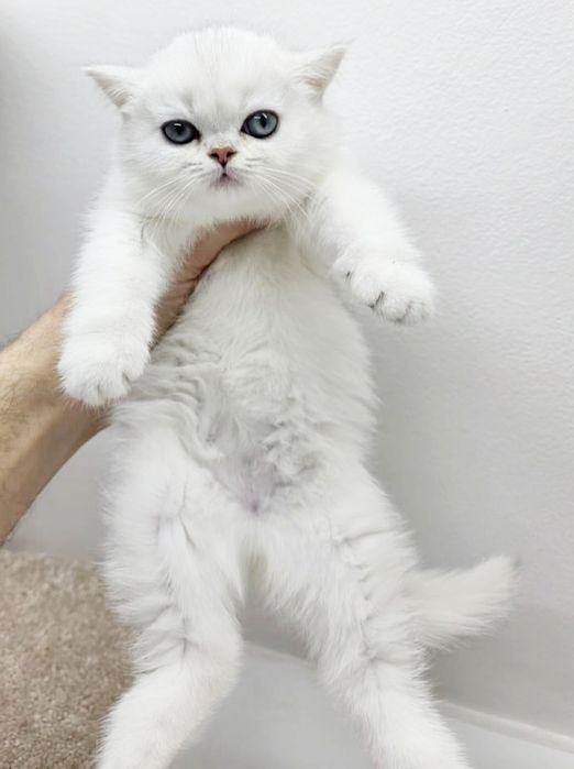 БриТанСкаЯ КраСотКа и КотиК