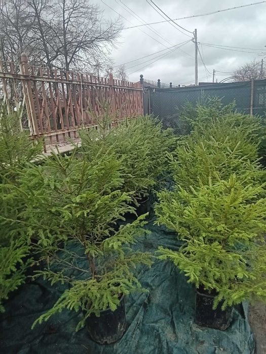 Продавам живи саксий с елхи коренната система 2 годишна която ще за