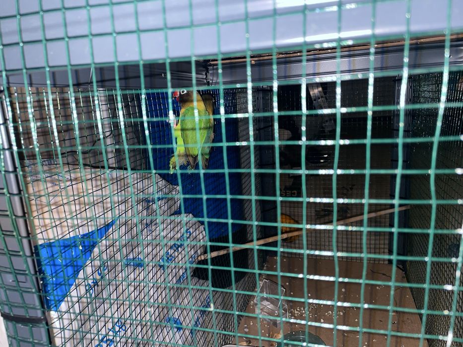 Pereche Papagali agapornis personata