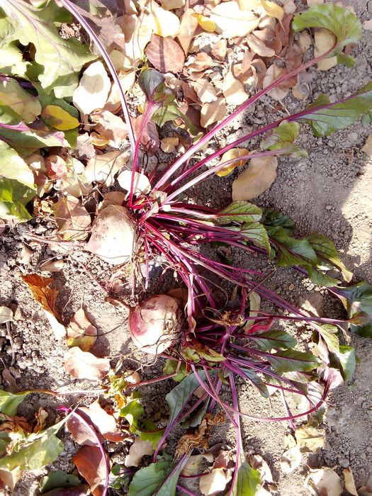 Продам красную домашнюю свеклу