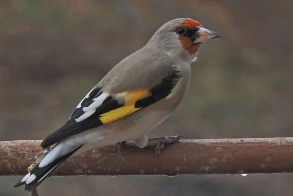 Седоголовый щегол