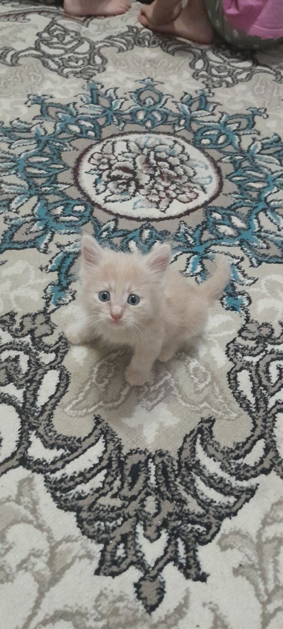 Котёнок 1,5 месяца
